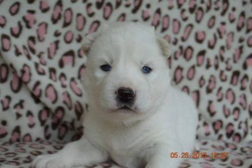 Akc Siberian husky puppies (wooly coat)