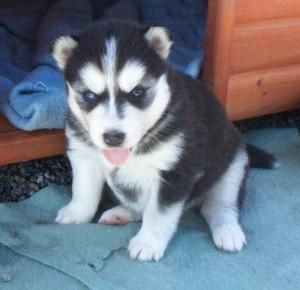Siberian Husky. Text ***) ***-***0