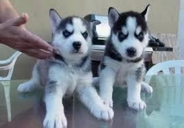 Pretty Husky Puppies Available Text ***