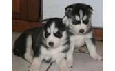 Cute and Adorable siberian husky Puppies