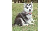 Adorable Ckc Female Siberian Husky Puppies