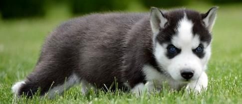 Siberian Husky Puppies for sale in Los Angeles, CA, USA. price: $500