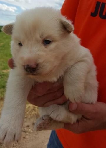 Siberian Husky Puppies for sale in Mesa, AZ, USA. price: $500