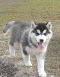 Good Looking Husky Puppie,s (***) ***-***2