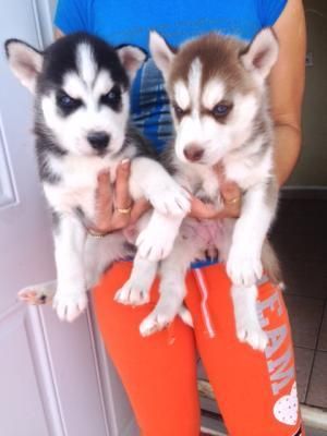 Adorable Husky Puppies Available Text ***