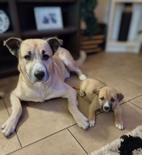 Gerberian Shepsky Puppies