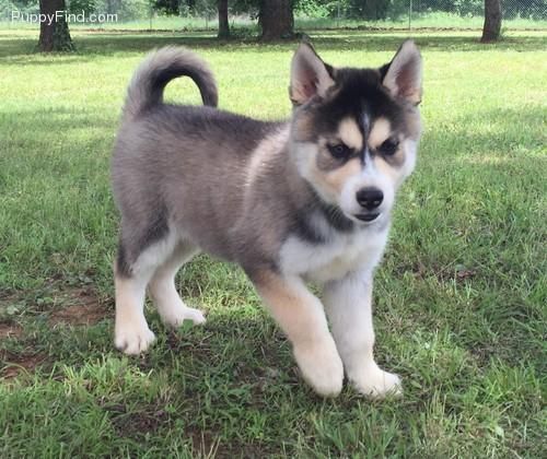 Siberian Husky Puppies for sale in New York, NY, USA. price: $350