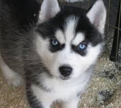 Good Looking Husky Puppie,s (***) ***-***2