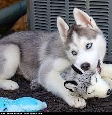 Good Looking Husky Puppie,s (***) ***-***2