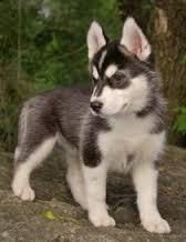 nice looking husky puppirs for adoption