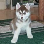 Quality Siberian Husky Puppies (***) ***-***7