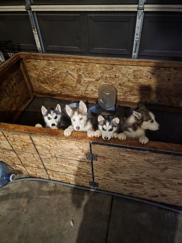 Huskie puppies