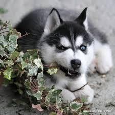 Good Looking Husky Puppie,s (***) ***-***2