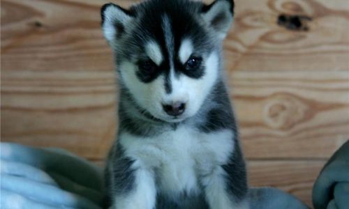 Stunning Blue-eyed Siberian Husky Puppies