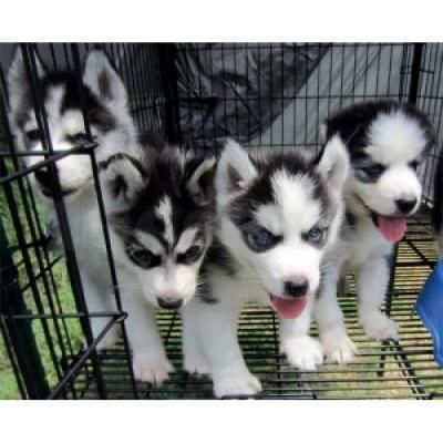Beautiful Siberian huskies