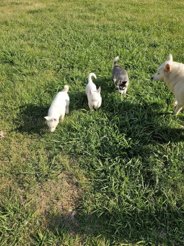 2 All white huskies