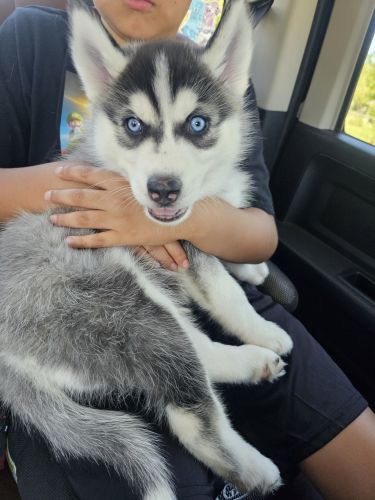 Siberian Husky Puppies for sale in Jacksonville, FL, USA. price: $600