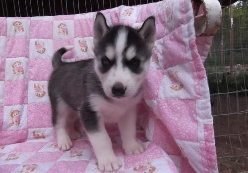 Adorable Siberian Husky Puppies