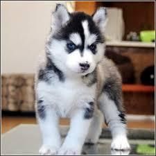 Siberian Husky Puppies for sale in Costa Mesa, CA, USA. price: NA