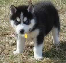 Good Looking Husky Puppie,s (***) ***-***2