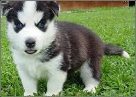 Good Looking Husky Puppie,s (***) ***-***2