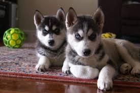 Pretty Siberian Husky Puppies For Sale ***