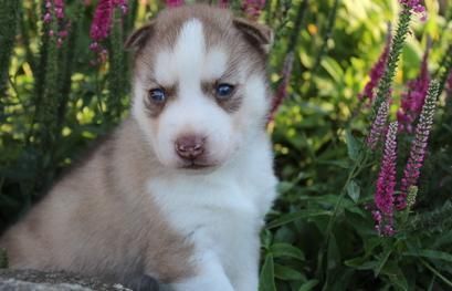 adorable siberian huskis for sale