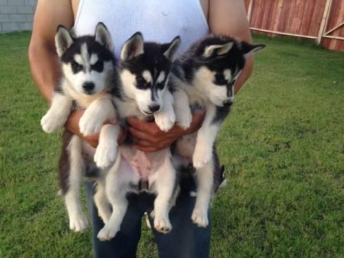 Quality Siberian Husky* Puppy