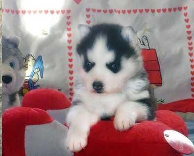 Purebred Siberian Husky Puppies