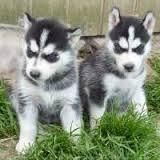 Siberian Husky Amazing Siberian Huskies Puppies