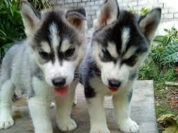 Cute Blue eyes siberian husky