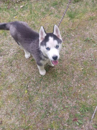 Male puppy ( Riley )