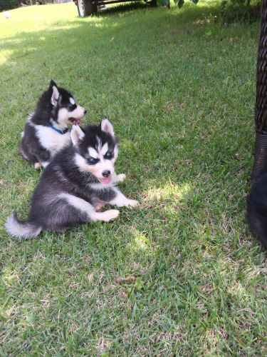 Sibertian Husky pups