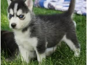 Siberian Husky Puppies for sale in Los Angeles, CA, USA. price: $300