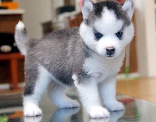 adorable husky puppies for sale