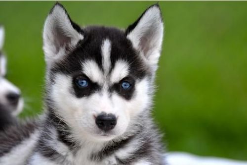 Siberian Husky Puppies for sale in Chicago, IL, USA. price: $300