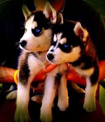 Siberian Husky Puppies for sale in Houston, TX, USA. price: $500