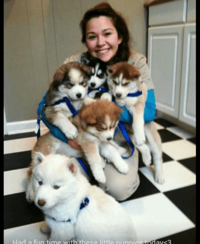 Siberian Husky Puppies for sale in Indianapolis, IN, USA. price: $600