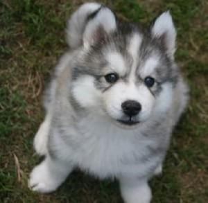 Beautiful Akc Siberian ***) ***-***0 Husky Puppies