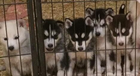 Siberian Husky Puppies