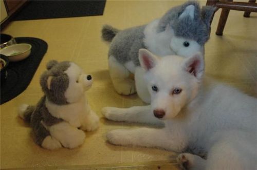 Home Trained Siberian Huskies Puppies Available