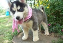 Blue Eyes Siberian Husky Puppies ***) ***-***0