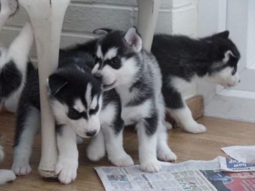 harming Siberian Husky puppies