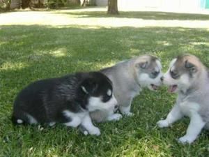 Siberian Husky Puppies Blue eyes Ready