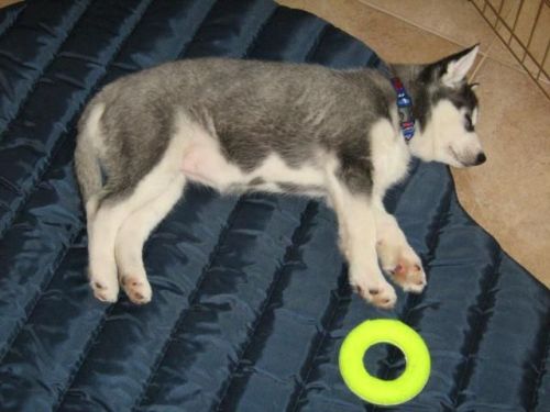 Akc registered Siberian Husky puppies