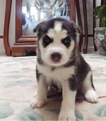 Home train Siberian Husky