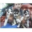 . .Excellent Siberian Husky puppies