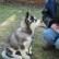 Text Or Call (***) ***-***7 .husky Puppies - $500