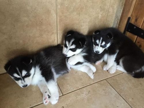 siberian husky pups