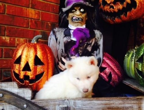 Siberian Husky Puppies for sale in Chicago, IL, USA. price: $200